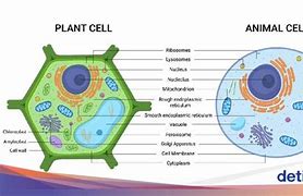 Gambar Sel Tumbuhan Dan Sel Hewan Yang Mudah